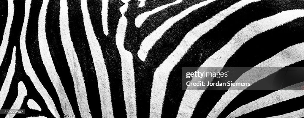 Close up of Zebra stripes.