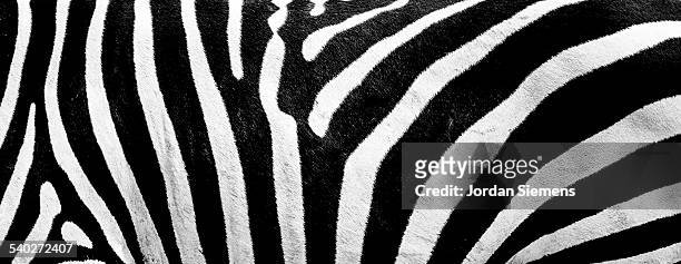 close up of zebra stripes. - zebra print stockfoto's en -beelden