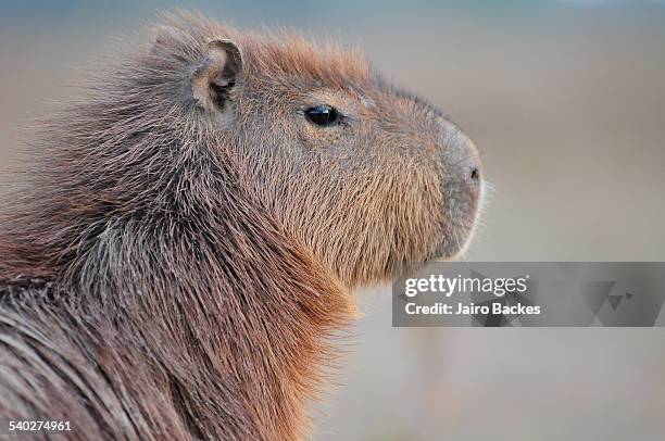 capybara - capybara 個照片及圖片檔