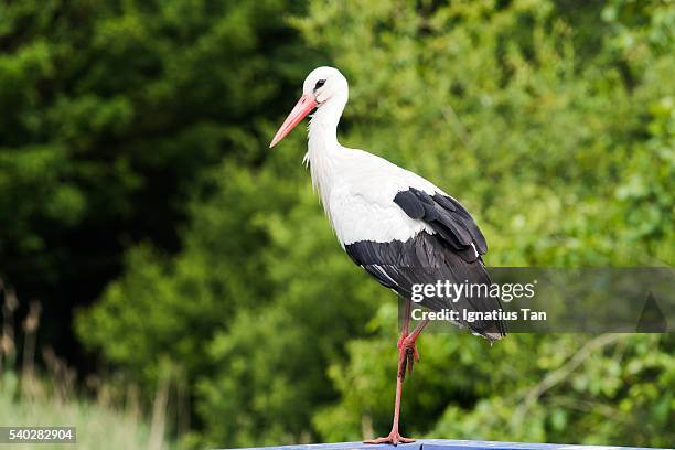 perching white stork - ignatius tan stockfoto's en -beelden