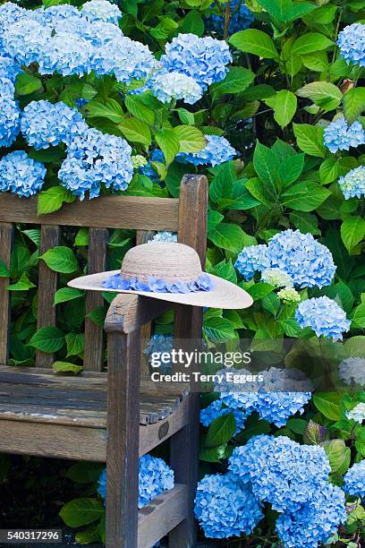 bench with summer hat surrounded by hydrangea bush - blue hydrangea stock pictures, royalty-free photos & images