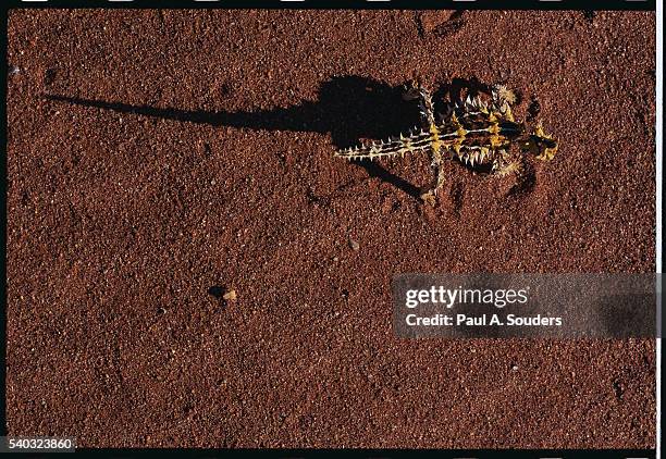 thorny devil on desert sand - diabo espinhoso imagens e fotografias de stock