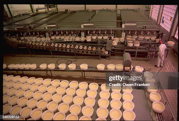 gouda cheese on conveyor belts - cheese production in netherlands stock pictures, royalty-free photos & images