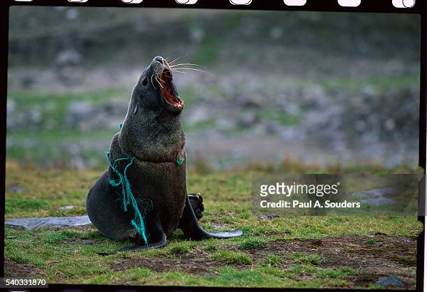 fishing net caught around fur seal's neck - baie de saint andrew photos et images de collection