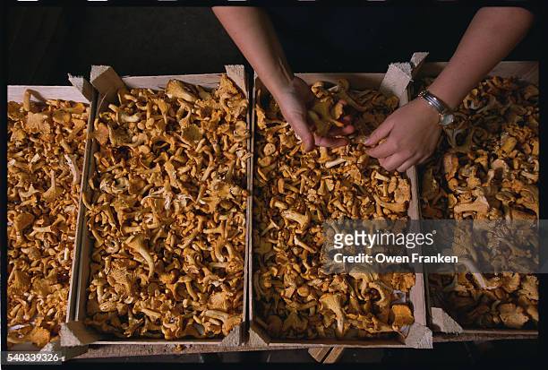 chanterelle mushroom harvest - cantharellus cibarius stock pictures, royalty-free photos & images