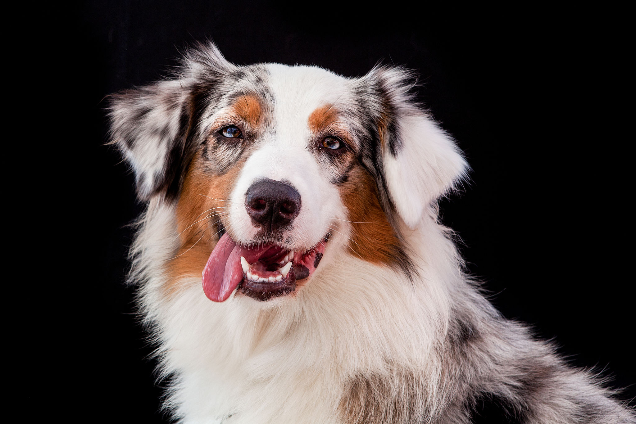 australian dog portrait australian dog portrait