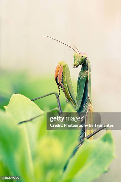 mantis religiosa - african praying mantis stock pictures, royalty-free photos & images