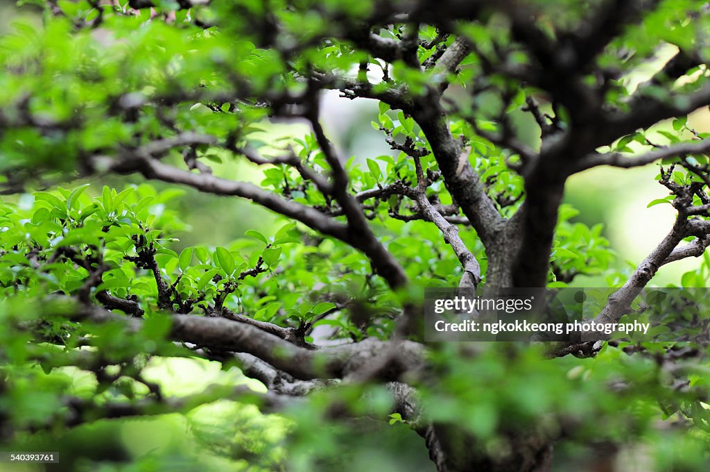 Chinese Bonsai Branches