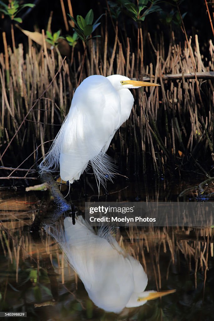 Great White Egret and Reflection