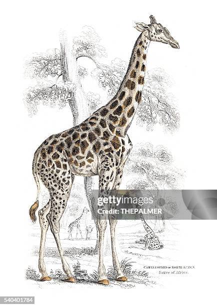 1 816点のキリンイラスト素材 Getty Images 1 816点のキリンイラスト素材 Getty Images