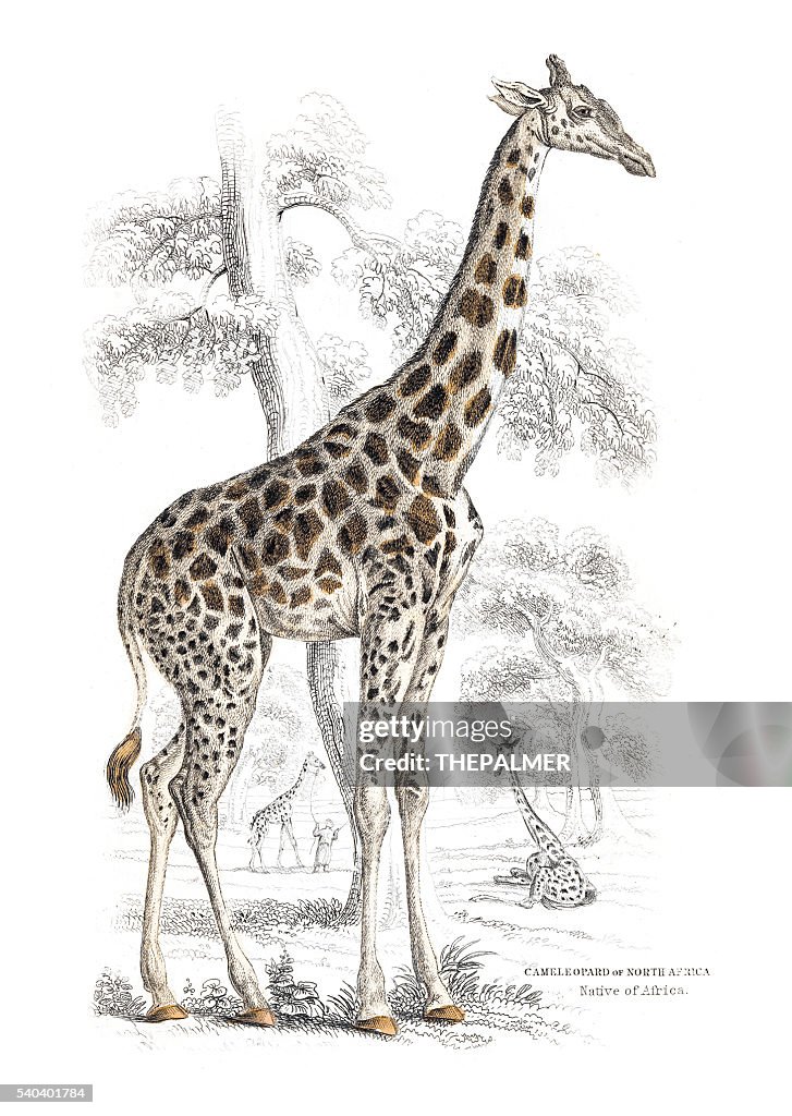 Giraffe engraving 1855
