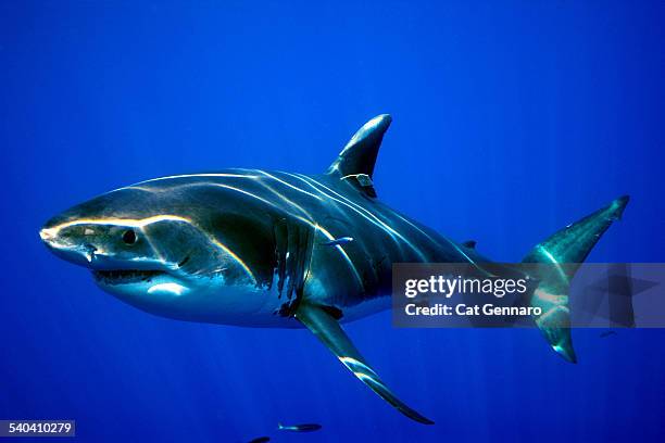 great white shark- tagged - ankle monitor stock pictures, royalty-free photos & images