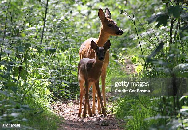 forest fawn - concept does not exist 個照片及圖片檔