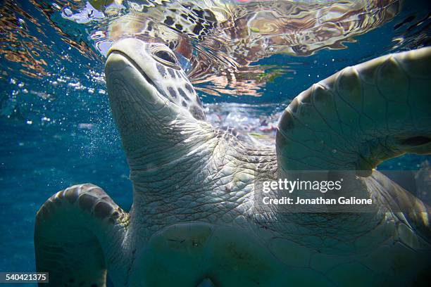 turtle breaking the water's surface - turtle underwater stock pictures, royalty-free photos & images