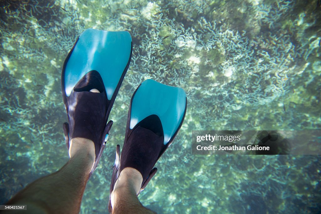 POV of a man wearing fins swimming in the ocean