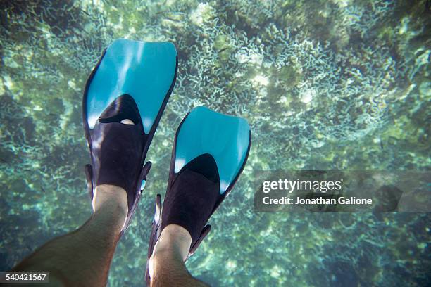 pov of a man wearing fins swimming in the ocean - pov or personal perspective or immersion stock pictures, royalty-free photos & images