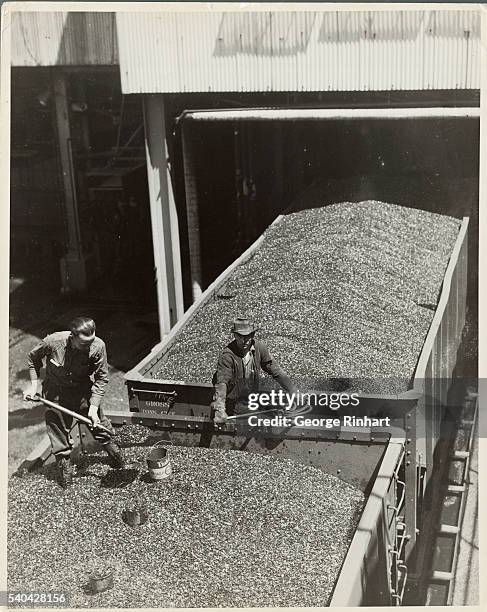 Minhers 176 Coal Miners 1900 Stock Photos, High-Res Pictures, and Images ...