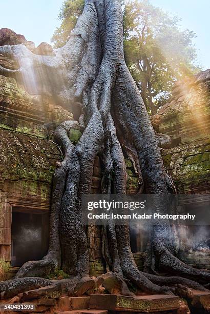 giant tree is grappling with the temple ta prohm - angkor wat stock pictures, royalty-free photos & images