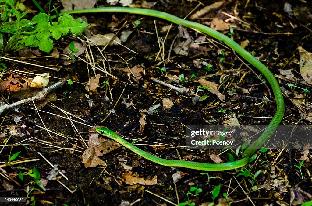 Rough Green Snake