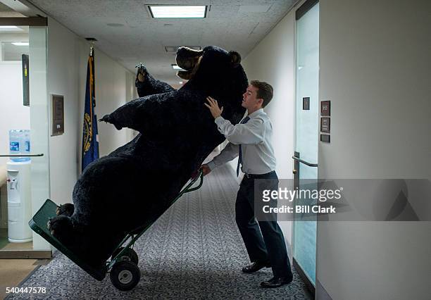Sen. Shaeen staffer Kevin Travaline moves a stuffed bear into the Senator's lobby in the Hart Senate Office Building on Tuesday, June 14, 2016. The...
