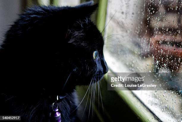 rainy day - cat back stockfoto's en -beelden