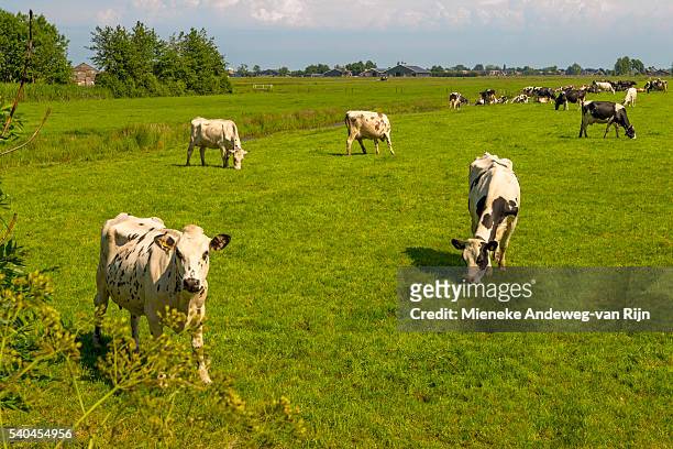 a typically dutch scene: flat countryside, flocked by fresian cows, utrecht province, the netherlands. - utrecht province stock-fotos und bilder