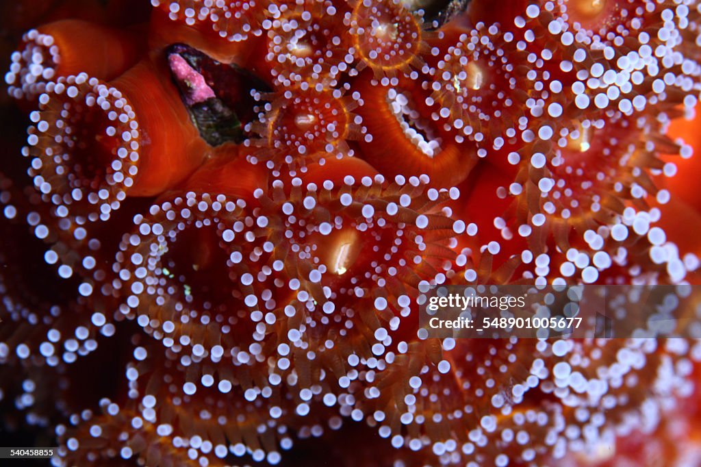 Jewel anemone