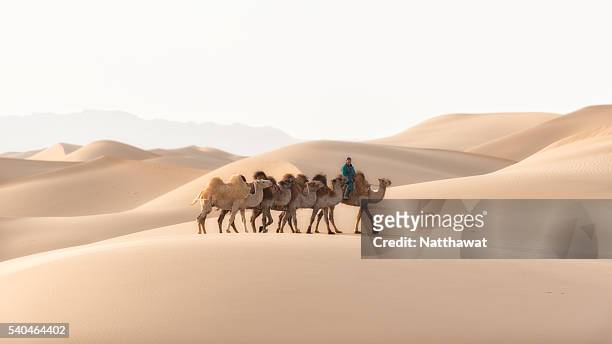 nomadic herder rides camel on gobi sand dune - camel train stock pictures, royalty-free photos & images