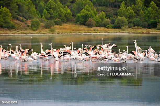 group of pink flamingos - narbonne stock-fotos und bilder
