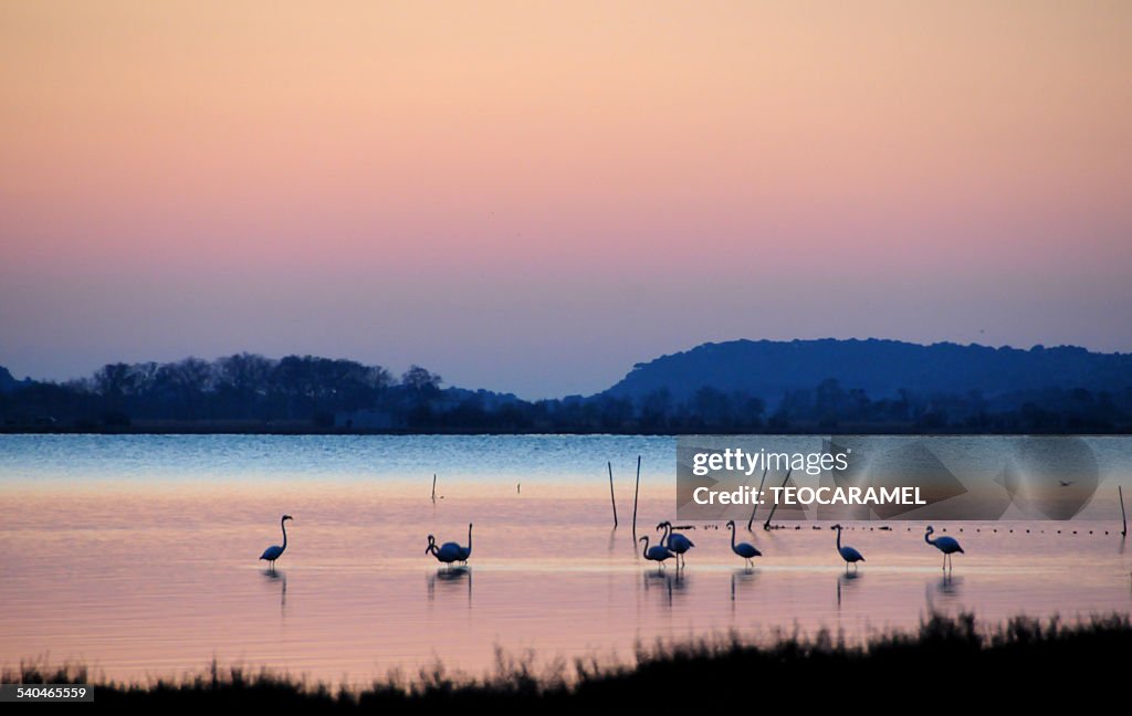 Pink flamingos in a morning light.