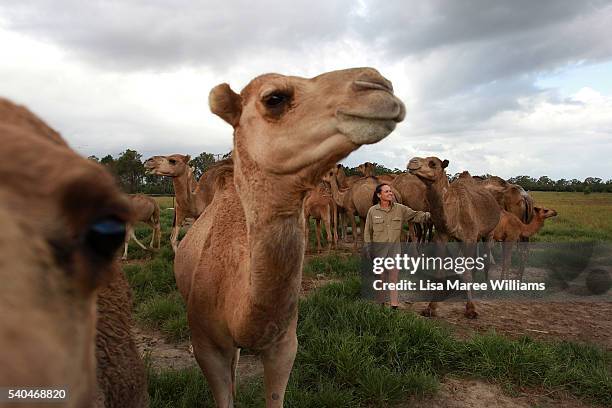 Dairy assistant Sherrie Garcia greets the camel herd at QCamel dairy on April 4, 2016 on the Sunshine Coast, Australia. QCamel, founded by Lauren...