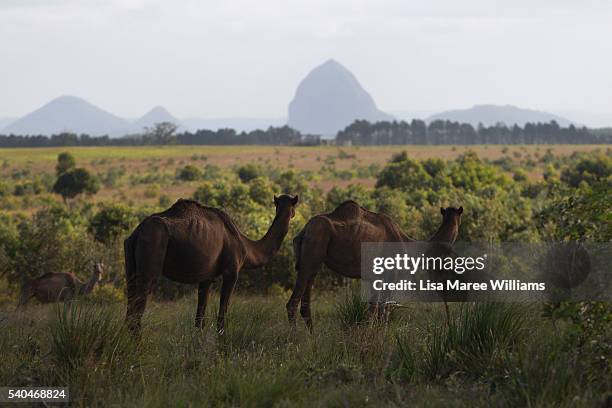 Camels look out at the Glasshouse Mountains from QCamel dairy on April 6, 2016 in Sunshine Coast, Australia. QCamel, founded by Lauren Brisbane and...