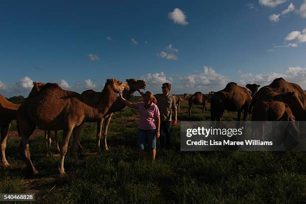 Owner Lauren Brisbane and dairy assistant Emerson Tasker welcome the camel herd prior to their afternoon feed on April 6, 2016 in Sunshine Coast,...