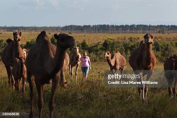 Owner Lauren Brisbane walks with her herd of camels at QCamel dairy on April 6, 2016 in Sunshine Coast, Australia. QCamel, founded by Lauren Brisbane...