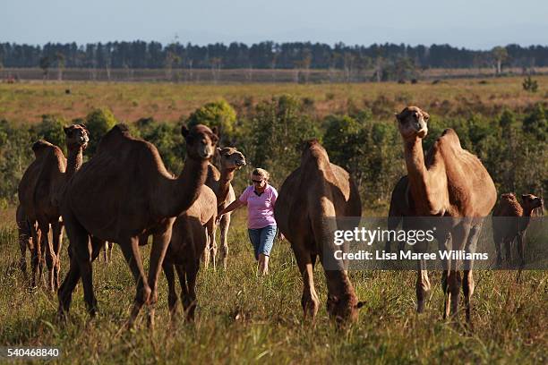 Owner Lauren Brisbane walks with her herd of camels at QCamel dairy on April 6, 2016 in Sunshine Coast, Australia. QCamel, founded by Lauren Brisbane...