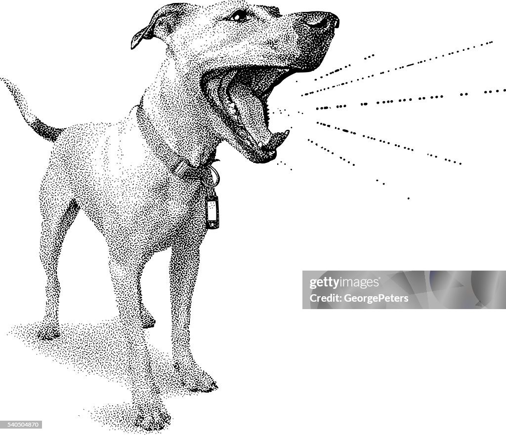 Engraçado cachorro gritar anúncio