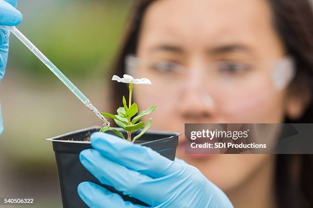 botanist studying flower - students plant lab stock pictures, royalty-free photos & images