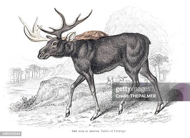 moose engraving 1855 - moose stock illustrations