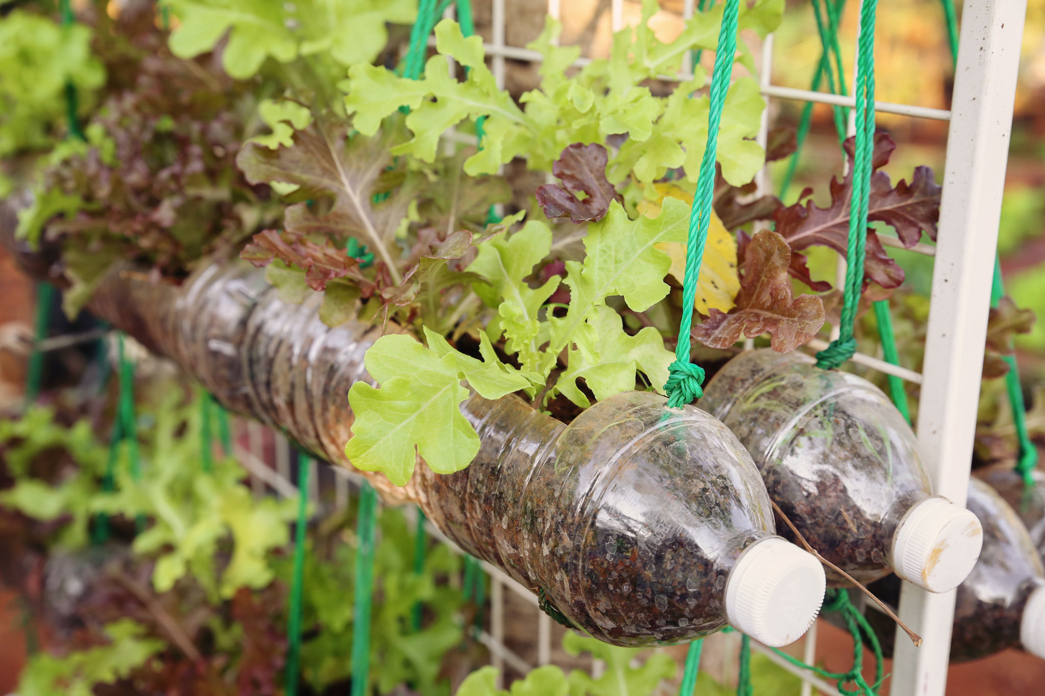 recycled containers garden