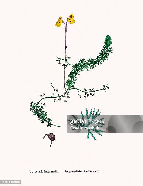 bladderwort carnivorous plant - bladderwort stock illustrations