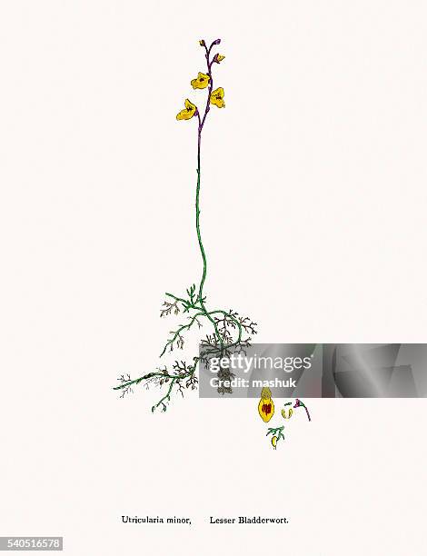 bladderwort carnivorous plant - bladderwort stock illustrations