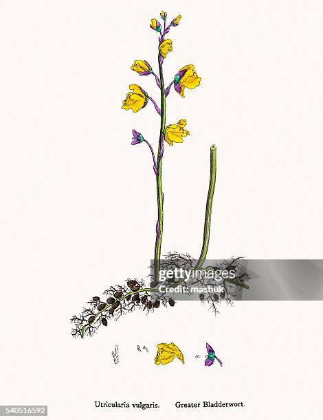 bladderwort carnivorous plant - bladderwort stock illustrations