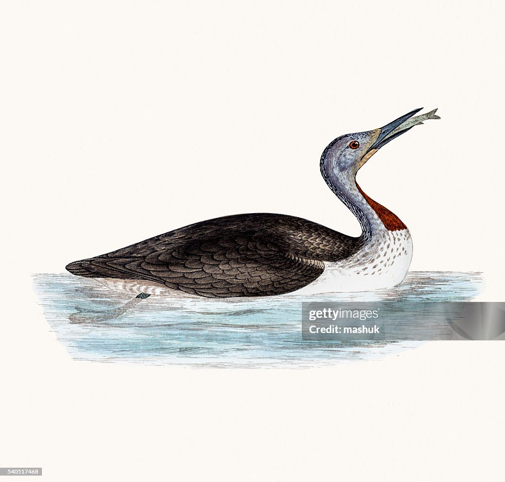 Red throated Loon bird