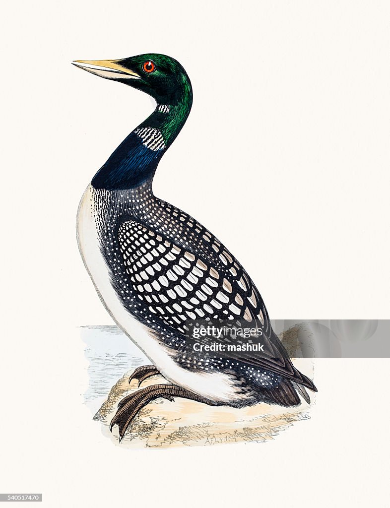 White Billed Northern Loon