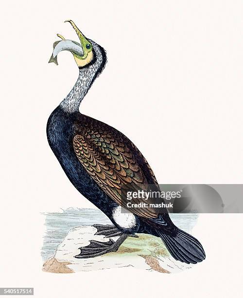 kormoran vögel - kormoran stock-grafiken, -clipart, -cartoons und -symbole