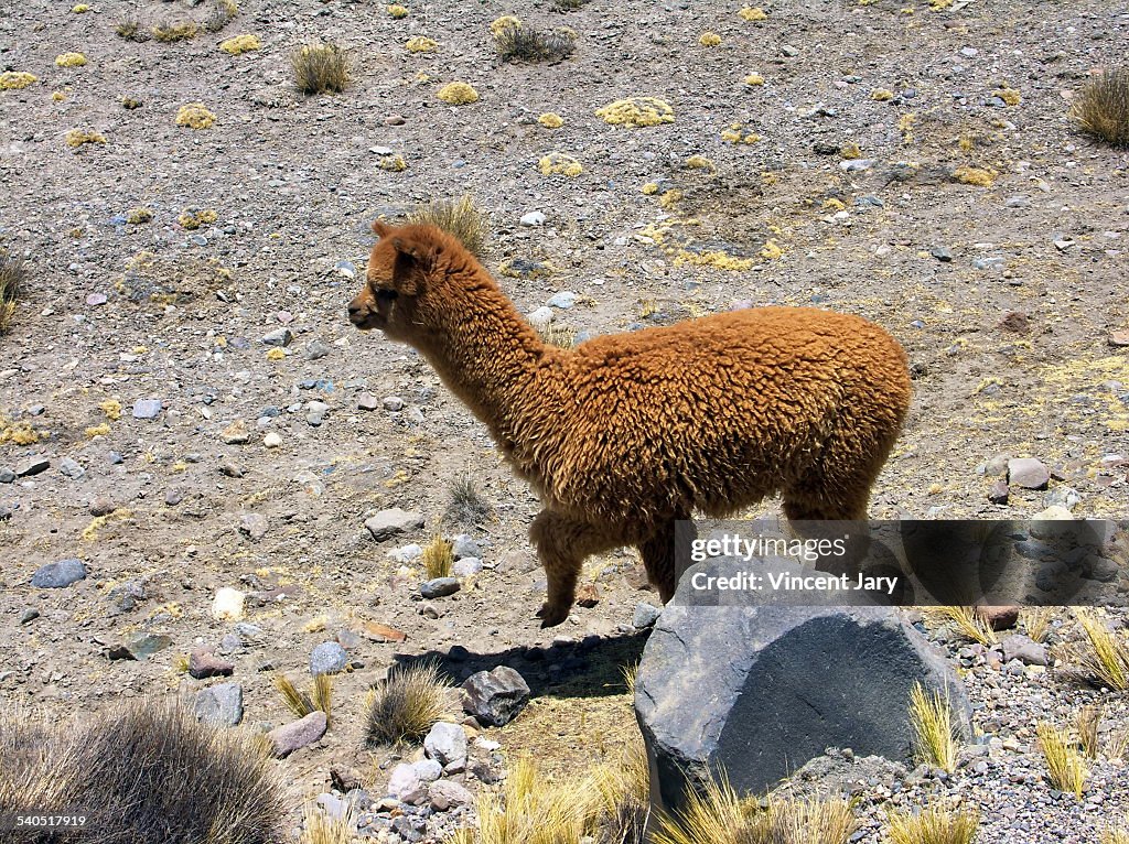 Peruvian Lama