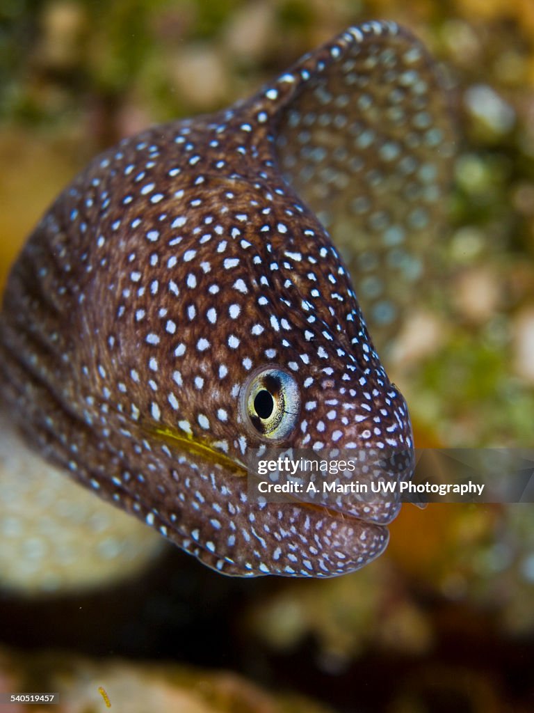 Moray eel