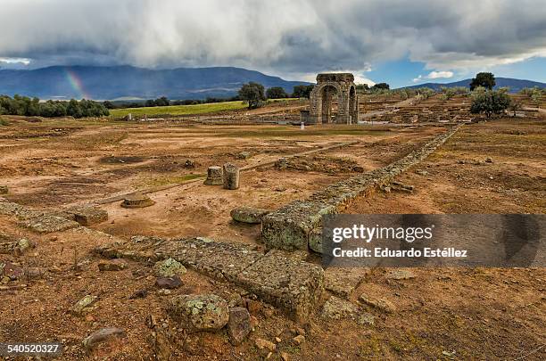 caparra - zecca bruna del cane foto e immagini stock