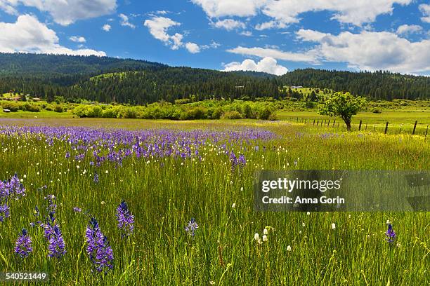 Spring In Idaho 417 Idaho Wildflowers Stock Photos, High-Res Pictures, and Images ...