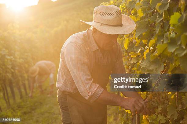 evening harvest - vintner stock pictures, royalty-free photos & images